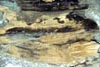 Sand in the rocks.  Cool, huh?